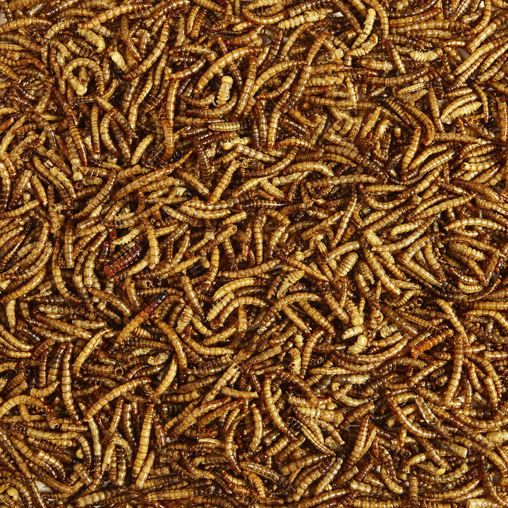 Wild Bird Food Mealworms For Bluebirds, Wrens, Robins, Chickadees, Woodpeckers, Cardinals &amp; Chickens, 17.6 Ounce